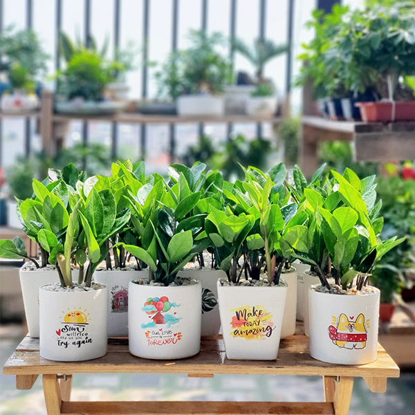 Ưu điểm của chậu cây xanh để bàn in logo
