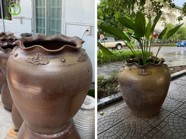 chậu sành trồng cây 