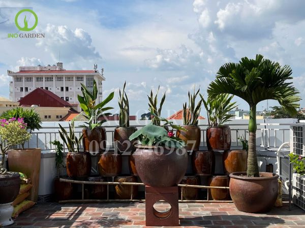 chậu đất nung trồng cây