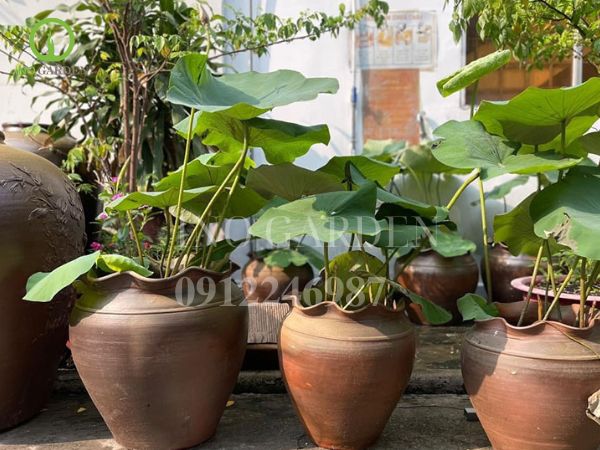 chậu cây cảnh bằng gốm