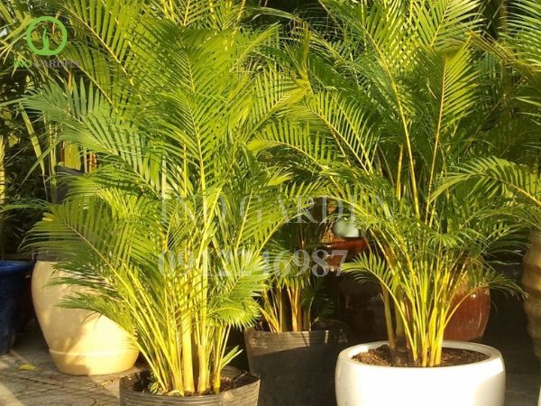 chậu cây cảnh để trước cửa nhà 3