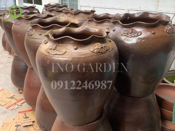 ang sen trồng cây kiểng