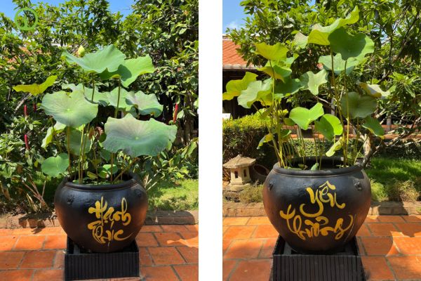 chậu đất sét trồng sen