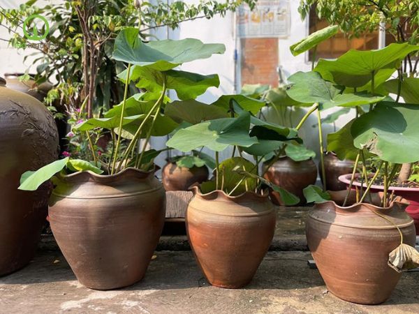 chậu gốm đất nung trồng cây