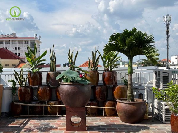 chậu đất trồng cây đẹp