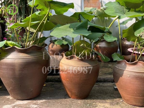 chậu gốm trồng cây đẹp