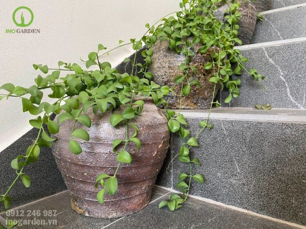 chậu sành trồng cây giá rẻ