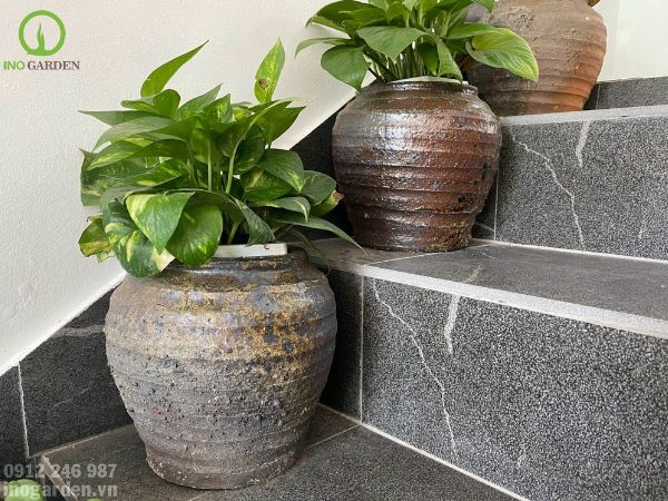 chậu sành trồng cây đẹp