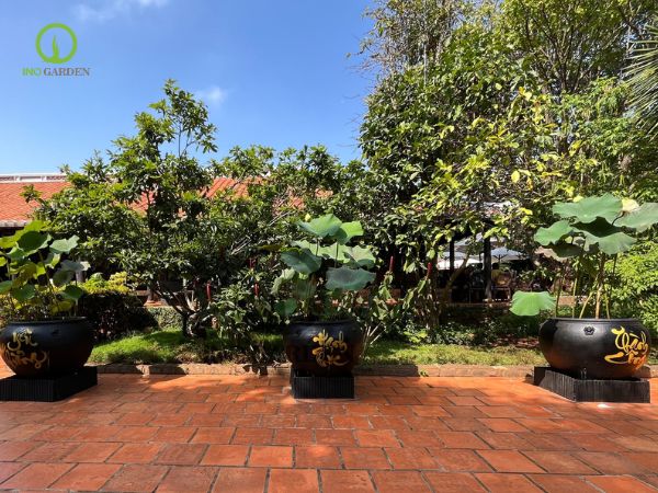 chậu sành trồng sen