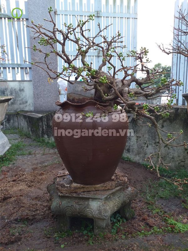 chậu gốm trồng mai