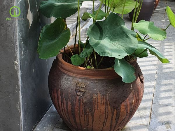 chum sành trồng sen