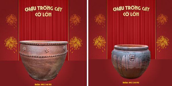 chậu trồng mai cỡ lớn