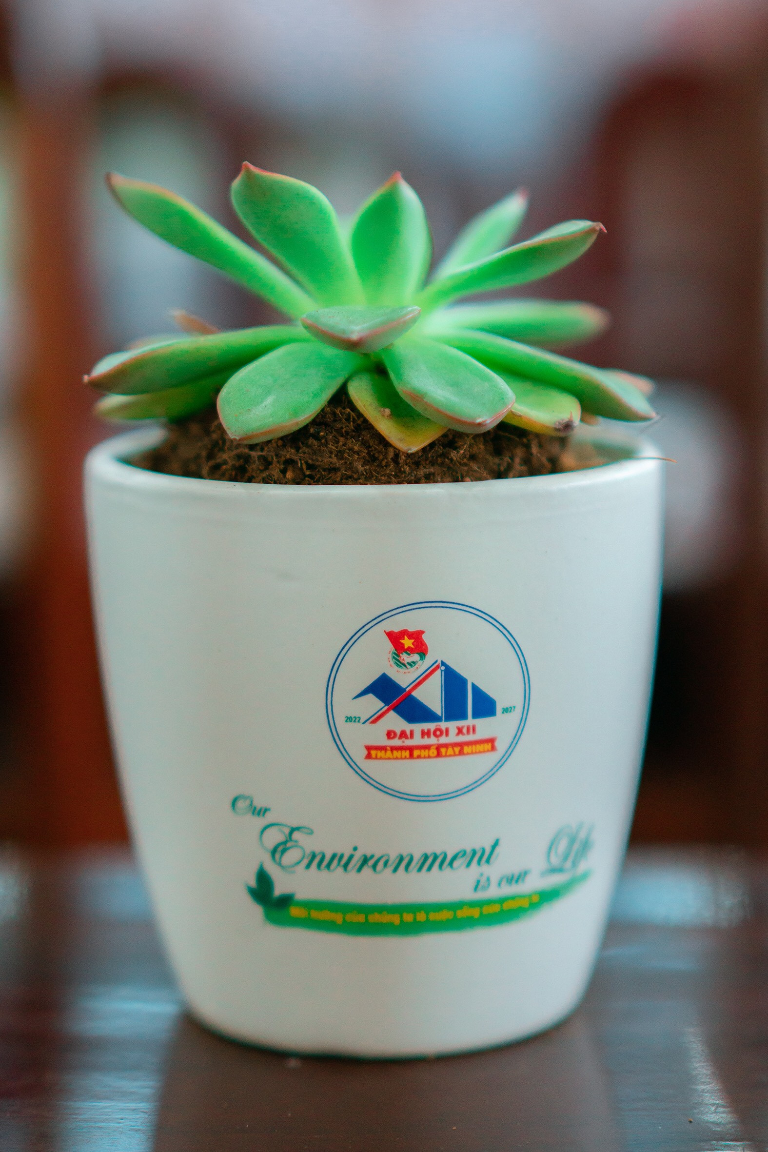 Lợi ích việc sử dụng chậu cây để bàn in logo làm quà tặng
