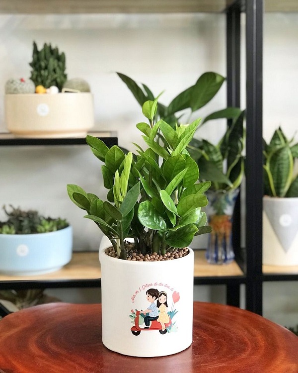 Lợi ích việc sử dụng chậu cây để bàn in logo làm quà tặng