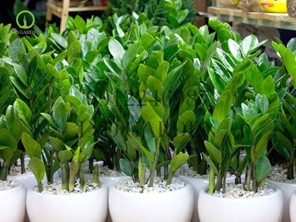 người mệnh kim trồng cây gì tốt
