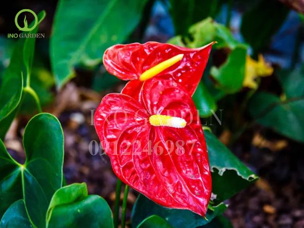 người mệnh thổ nên trồng cây gì