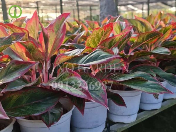 người mệnh thổ trồng cây gì hợp